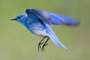 nervous bluebird