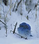 snowy bluebird