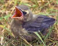 bird open mouth