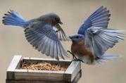 bluebird-fight